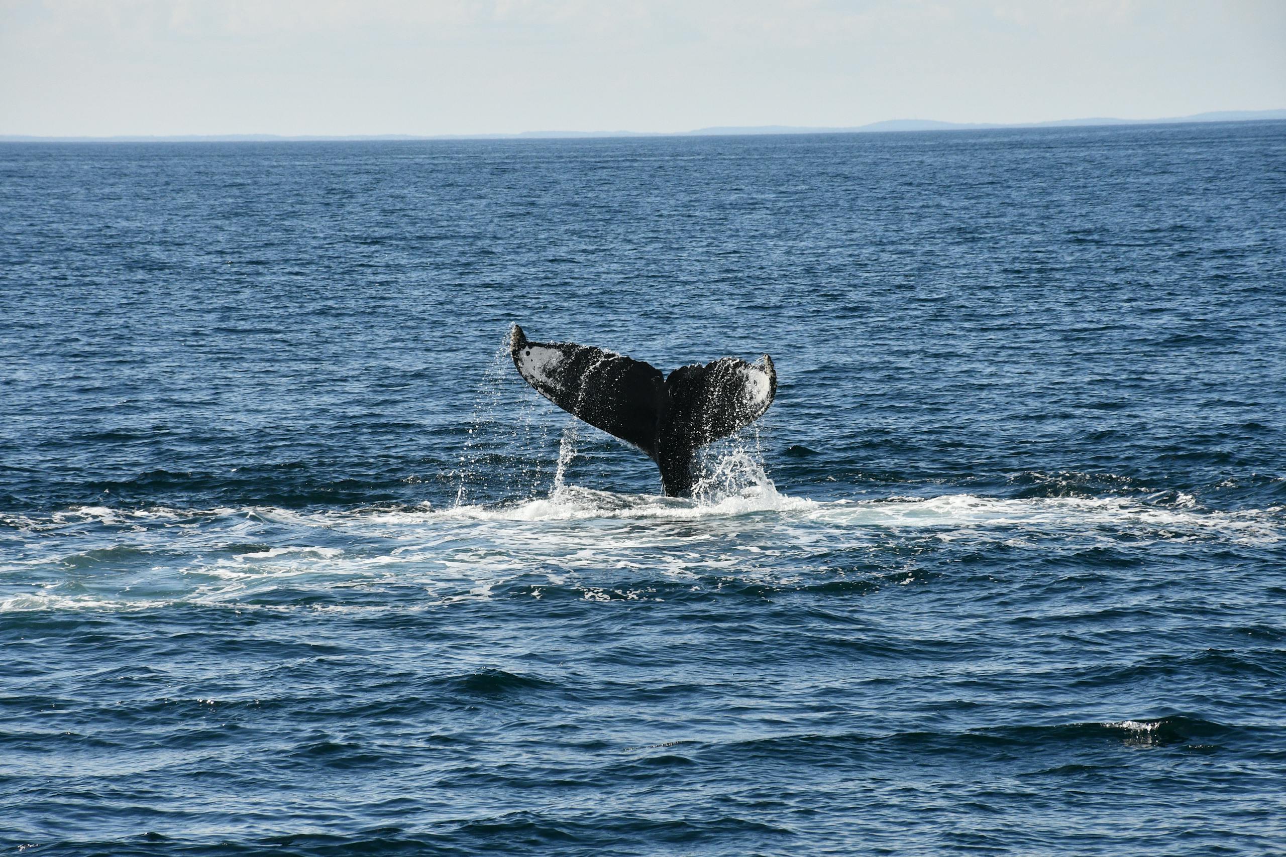 A whale tail gracefully emerges from the ocean, showcasing nature's beauty and marine life in Maui, Hawaii as seen in things to do in Maui for Couples