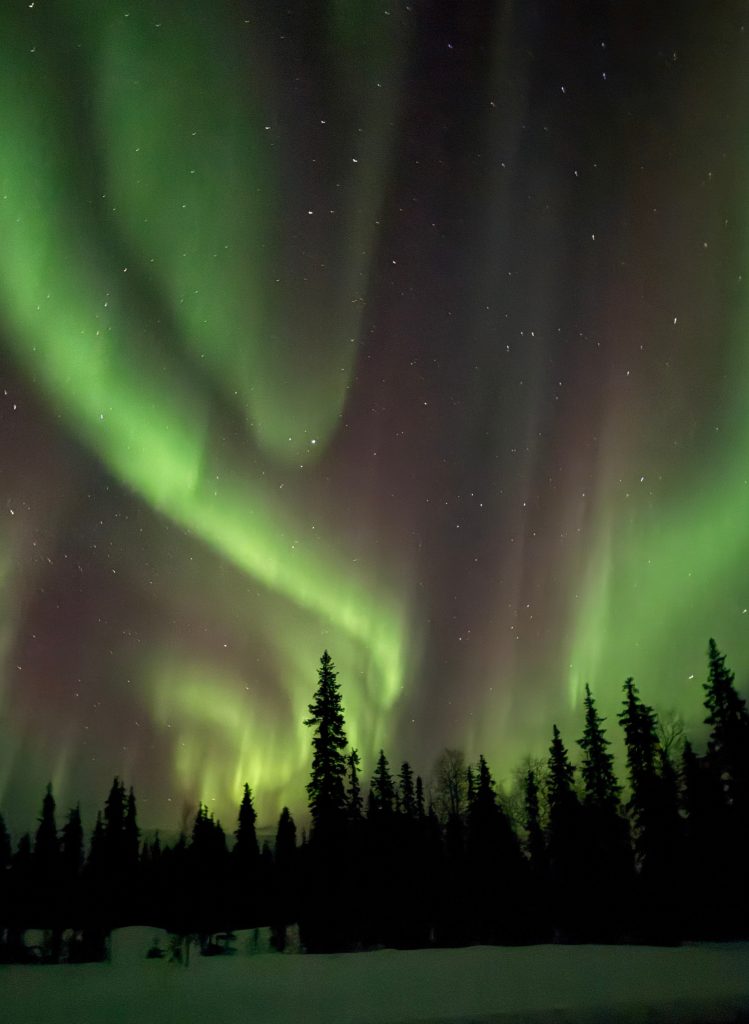 Beyond the pine trees and snow covered grown, the sky is light with bright greens and purples of the northern lights and stars in Lapland, Sweden