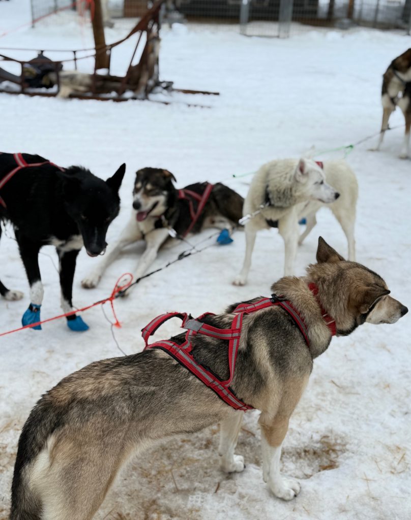 Huskies relaxing after pulling a sled at a Husky park in Lapland