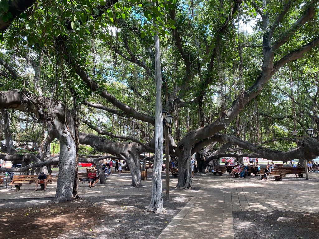During our 3 days in Maui, Hawaii we stopped in Lahaina's Banyan tree park to see these giant banyan trees