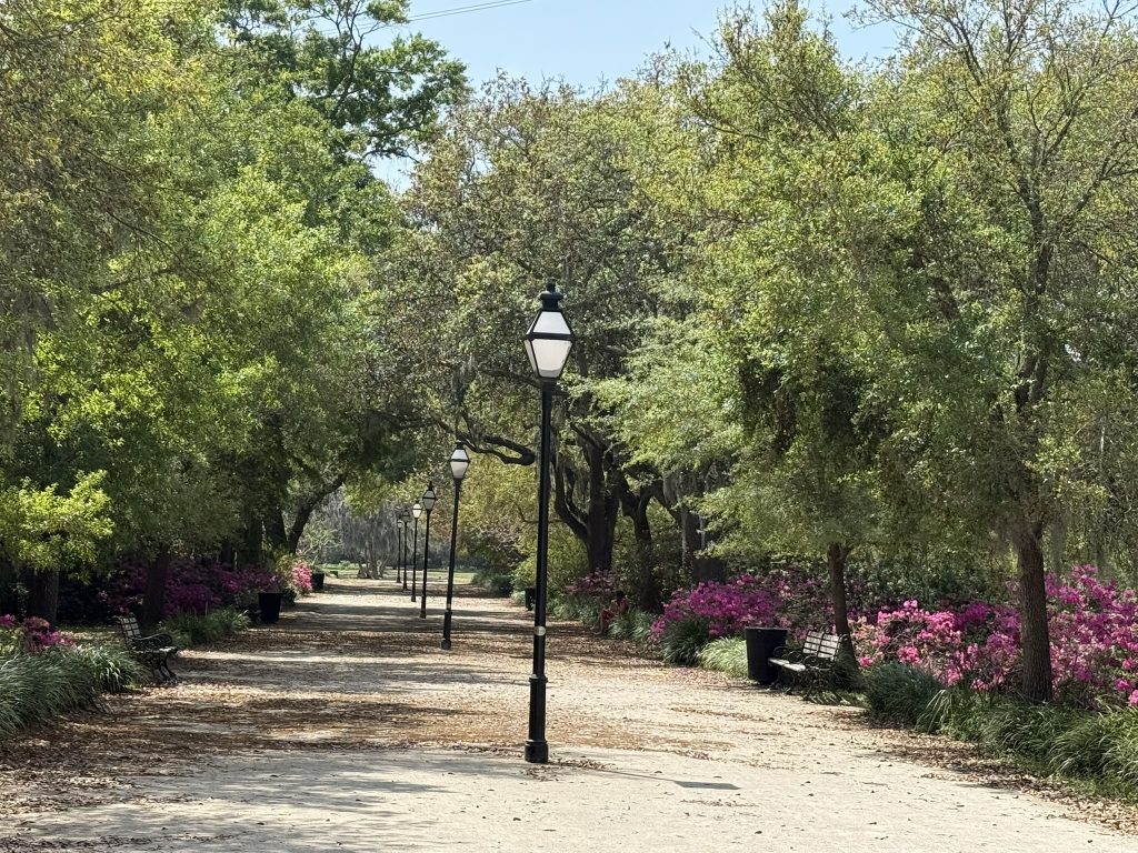 Entrance walkway in Hampton Park in Charleston, South Carolina in the springtime. It's a bright sunny day with a wide dirt walkway lined with green trees, pink azaleas and street lights