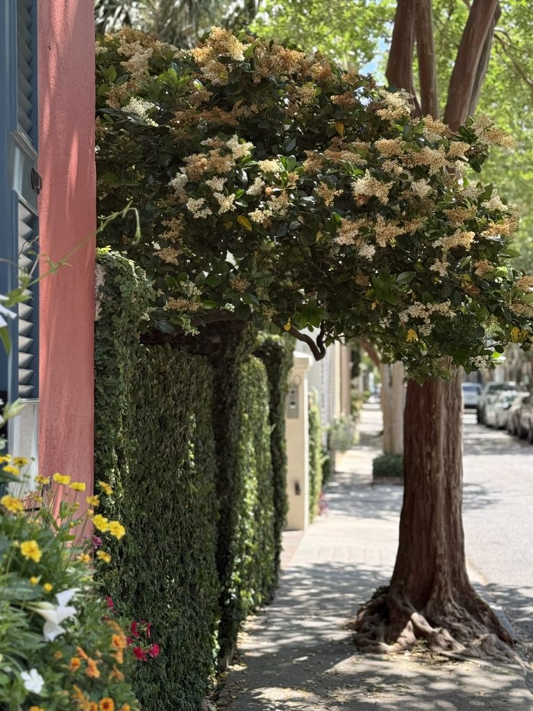 Looking for free things to do in Charleston, SC we saw this beautiful house on Rainbow Row as seen in free things to do in Charleston, with beautiful flowers and trees on the front