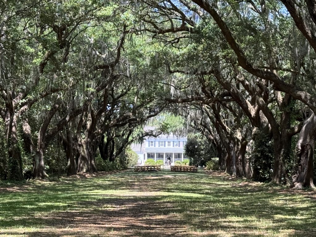 The house at Charlestowne Landing in Charleston, SC seen through the middle of two rows of large old live oak trees