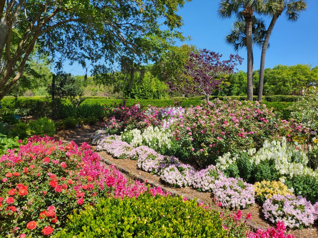 Boone Hall Plantation outside of Charleston, South Carolina in the spring with beautiful flowers on a sunny day.