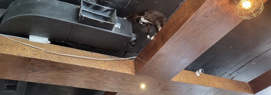A black cat climbing in the ceiling rafters near an air conditioning vent at Pounce Cat Cafe and WIne Bar in Charleston, South Carolina