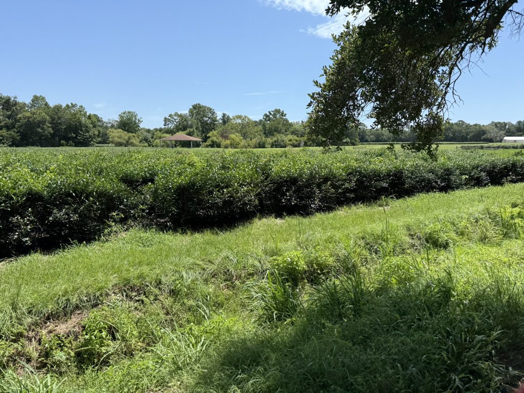 The Charleston Tea Gardens. Tea bushes as seen from the trolley at the gardens