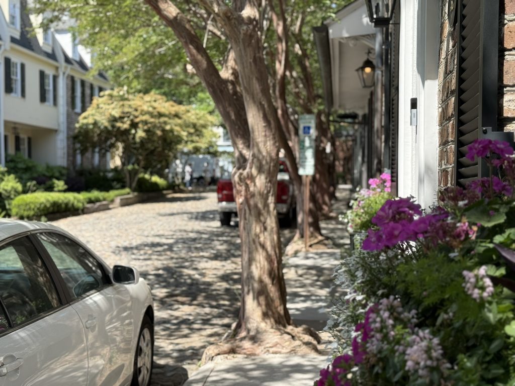 A view down a cobblestone street in historic Charleston, South Carolina with historic houses, trees, parked cars and flowers lining each side of the street.